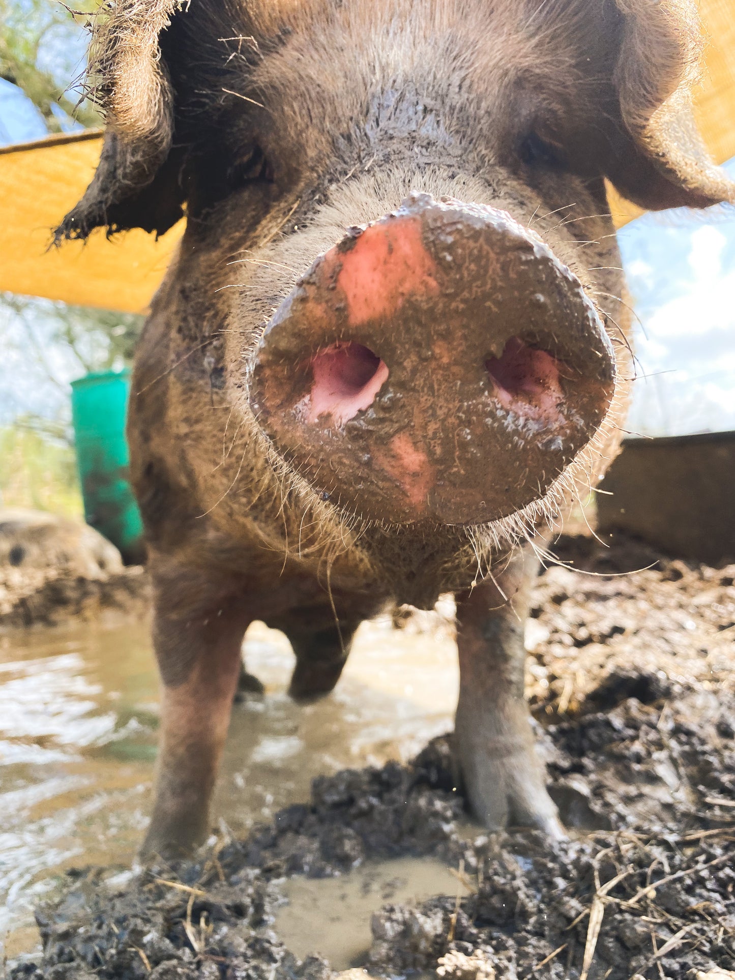 Whole Hog Deposit
